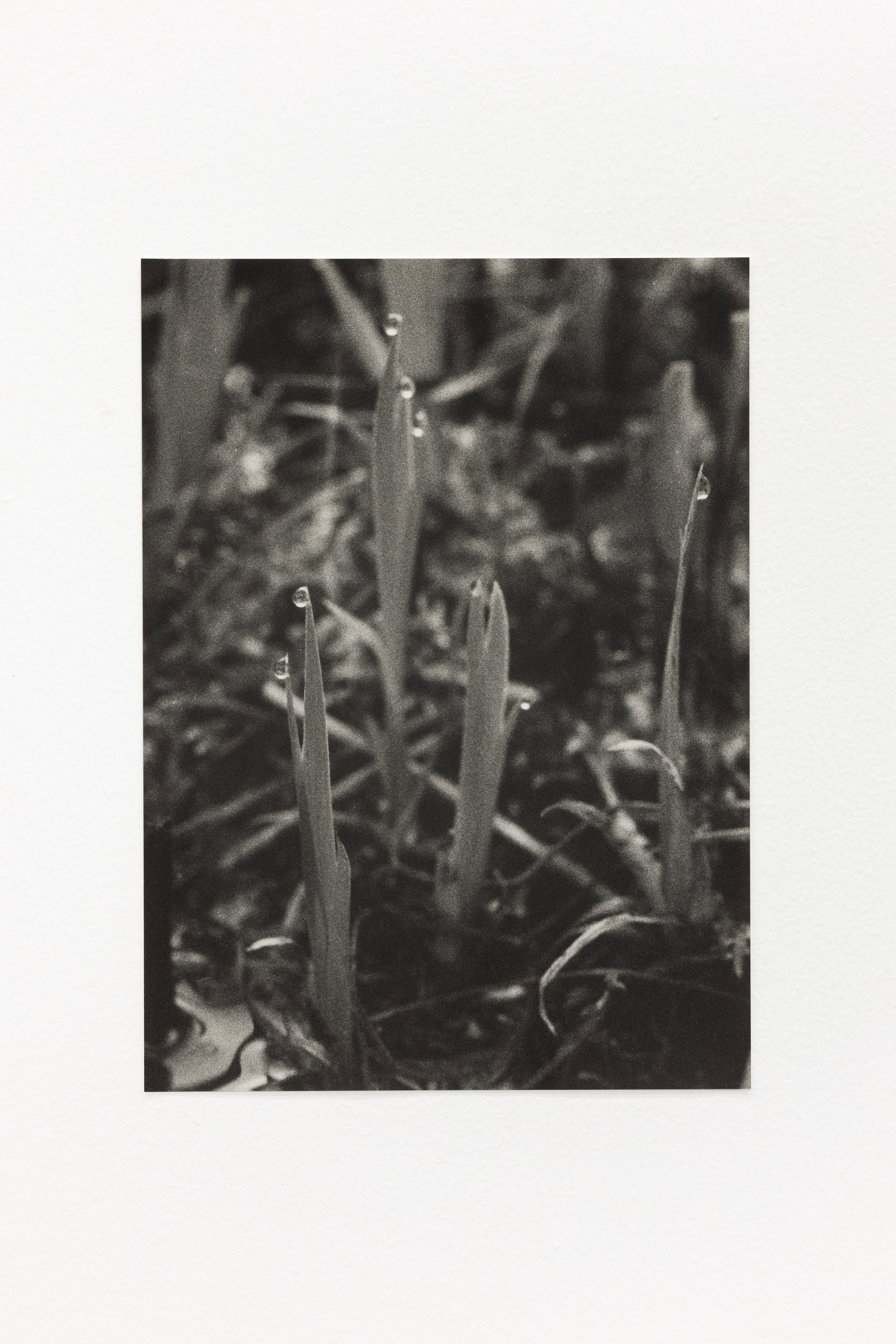  Guttationstropfen, 2022, silver gelatin print, 31.5 x 23.5 cm, edition 1/5  