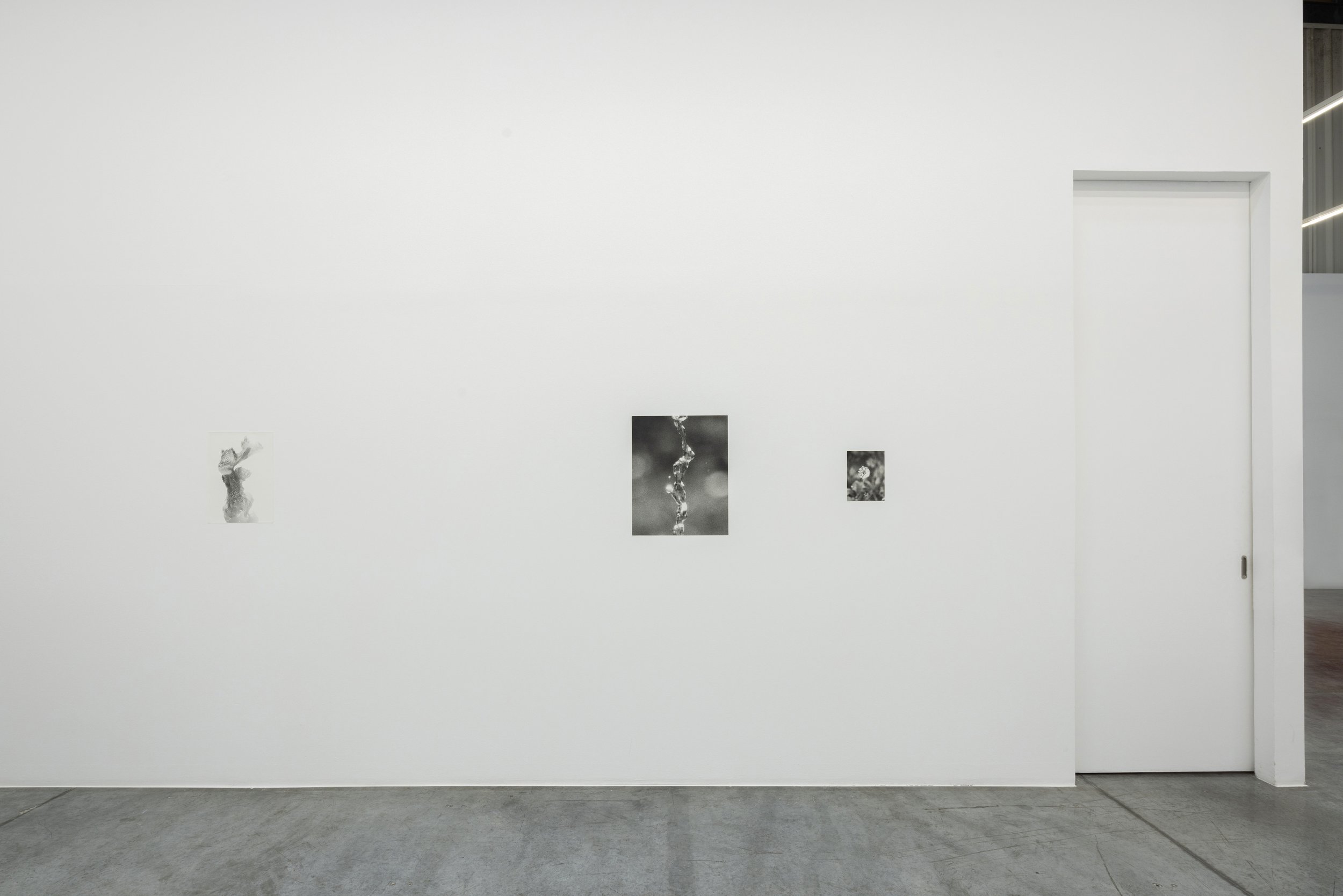  Installation view / Natural Sources  L-R  Bryozoa, 2022, silver gelatin print, 44 x 32 cm, edition 2/5 / Falling Water, 2022, 58 x 47 cm, silver gelatin print, edition 1/5 / Dandelion, half-dry II, 2022, silver gelatin print, 24 x 18 cm, edition 1/5