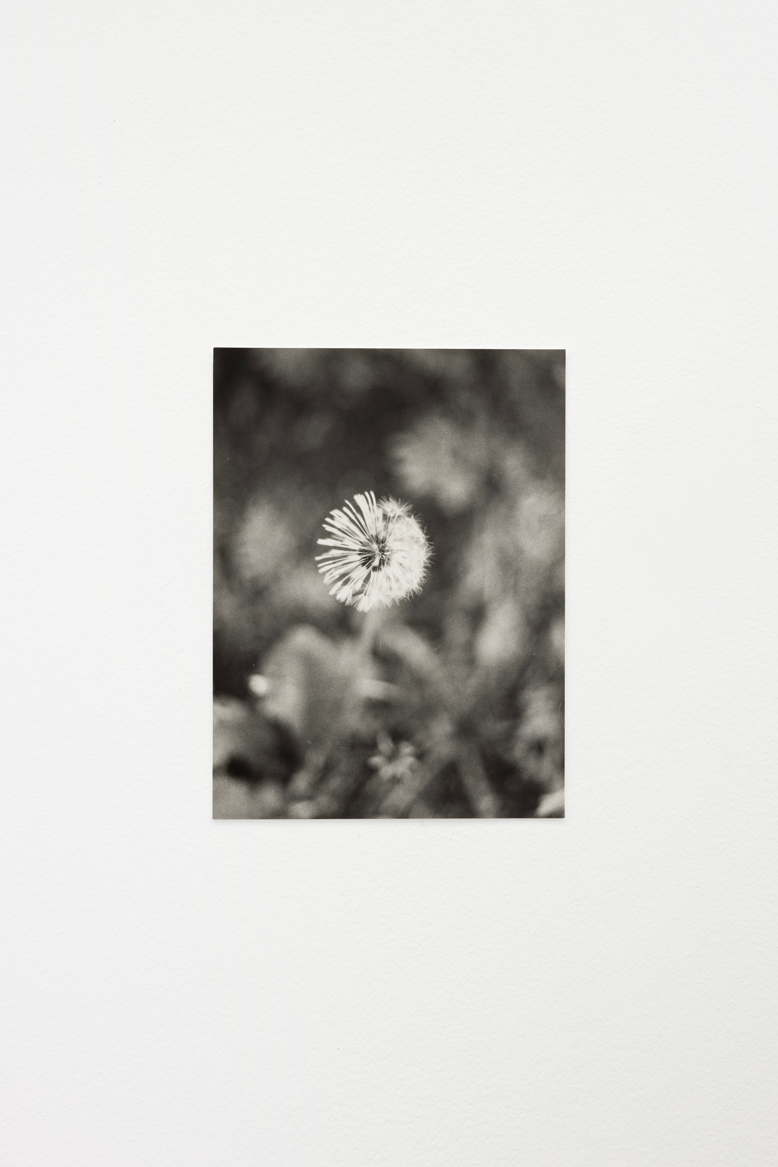  Dandelion, half-dry II, 2022, silver gelatin print, 24 x 18 cm, edition 1/5 