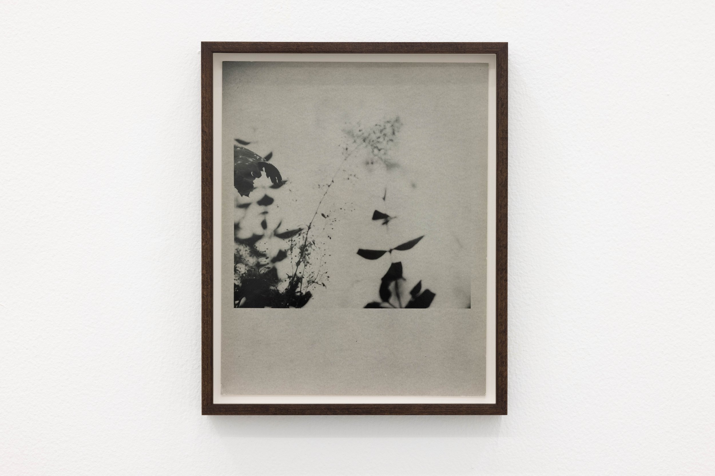  Untitled (flowers), 2014, black and white analogue photograph on baryté paper, 29 x 23 cm / 32 x 26 cm (framed)   