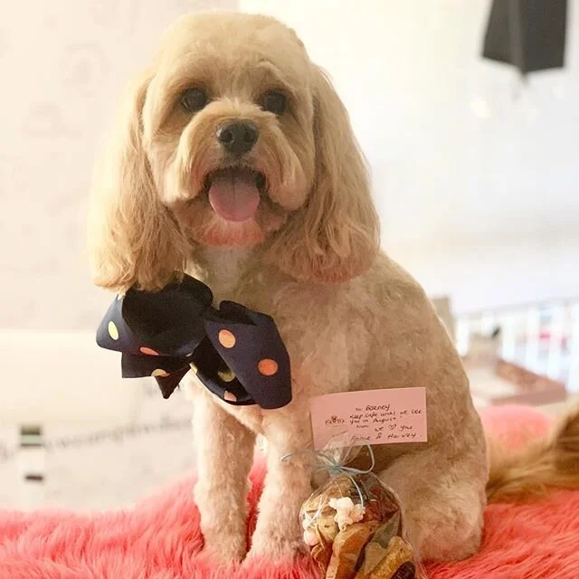 Less than 5 weeks to go before my human baby is scheduled to arrive, and we are still busily grooming our amazing clients up to 1 week before baby&rsquo;s due date 🤰🏻🙈 (#stayinsideplease human baby). I know I should feel happy, but I&rsquo;m a mix