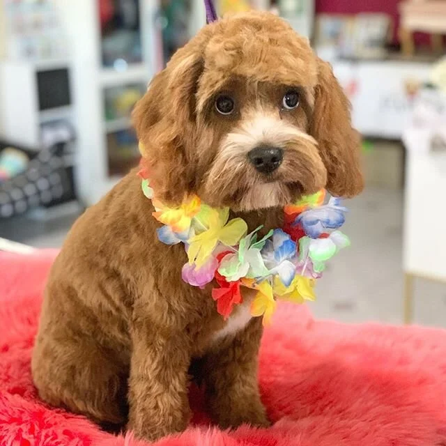 Kobe&rsquo;s second visit with us today. He&rsquo;s only a weee little puppy so for his first appointment a few weeks ago we only did a tidy up, and today we introduced him to clippers for his first proper haircut. Early puppy introduction to groomin