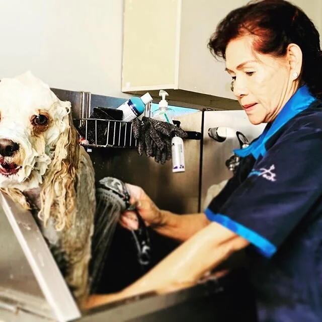 Happy Mother&rsquo;s Day to my beautiful mum💓. As many of you would know, my mum often assists with washing and prepping pups, and lately, helping to lift dogs onto the table (with me being 36 weeks pregnant). She has the kindest and calmest aura ar