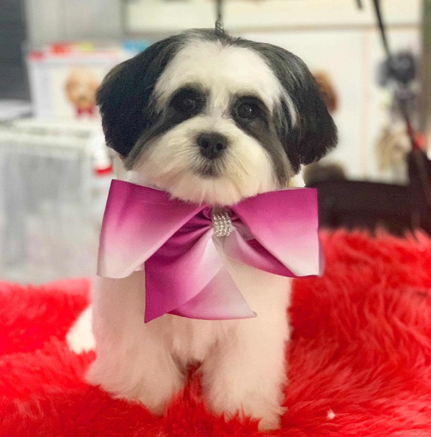 Her name is suitably Oreo and we had the honour of giving her very first groom 😍. Only 5 months old and referred by our lovely spa resident, Leo @julijanastojanovski #thankyou. Oreo was so cute, a bit confused when we were using clippers and scissor