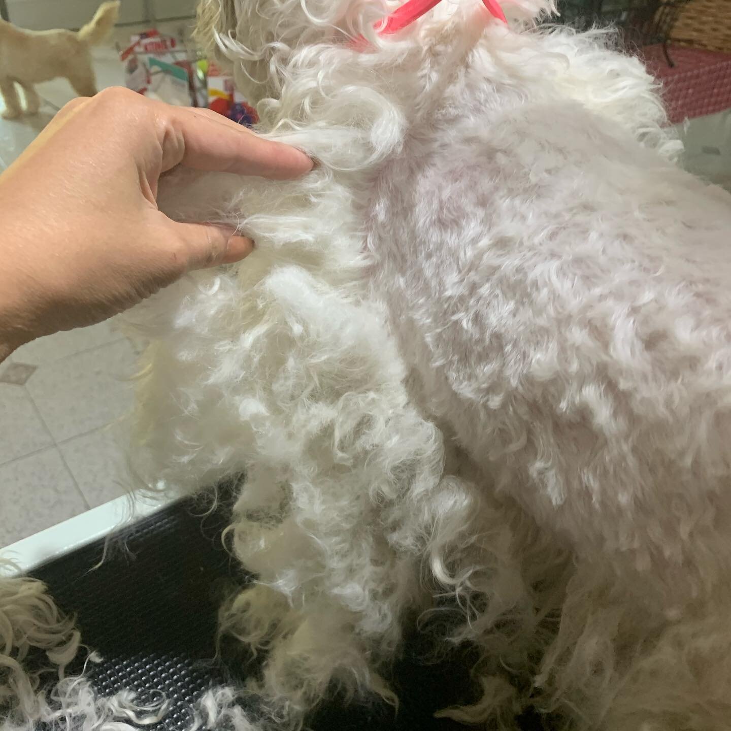 This is a gentle reminder to please brush AND comb your pups during winter. Lots of customers attribute matting due to the dogs collar, jumpers, harness, etc BUT this is incorrect. Matting is caused by lack of or incorrect brushing.

Please watch our