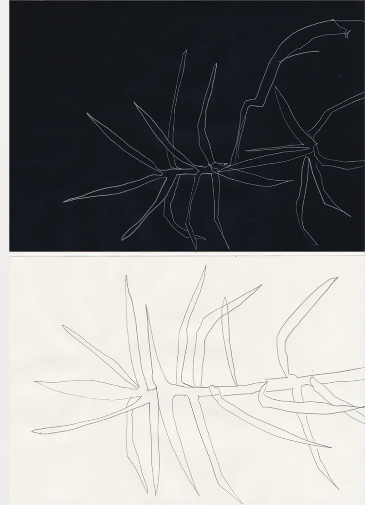 Bukanova_Yucca.jpg