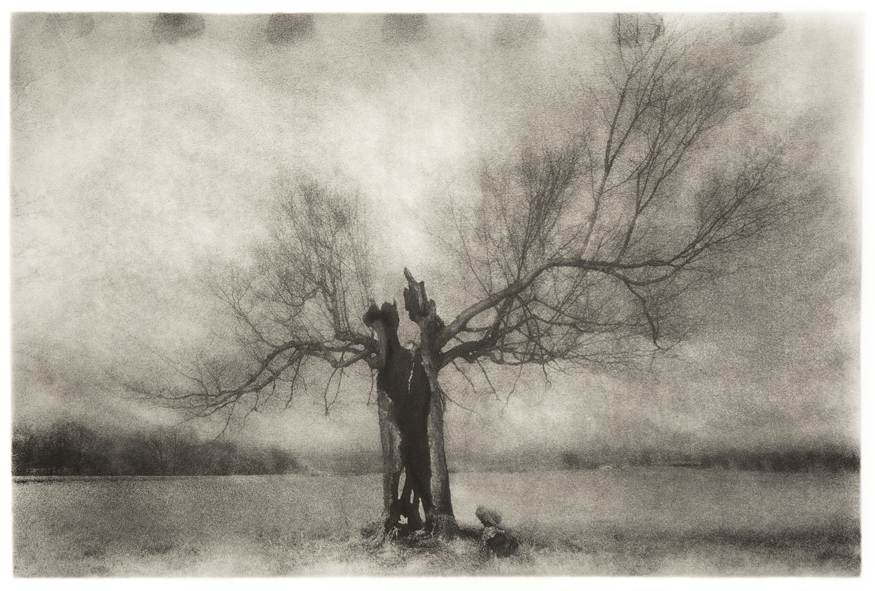 Tree of Life - 2013