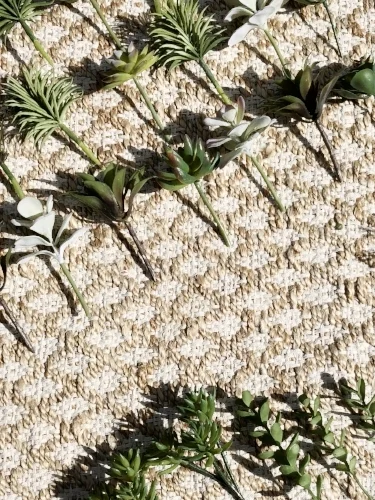 succulents on a jute rug.jpeg