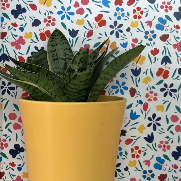 snake plant 2.jpeg