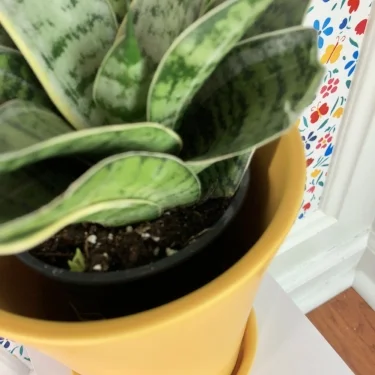 snake plant 3.jpeg