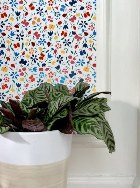calathea.jpeg