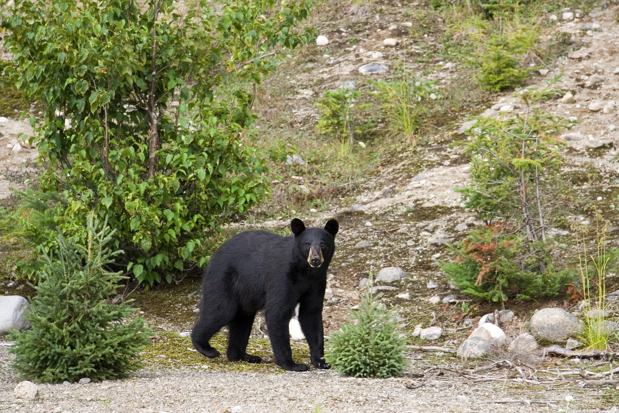 NPS Black Bear.jpg