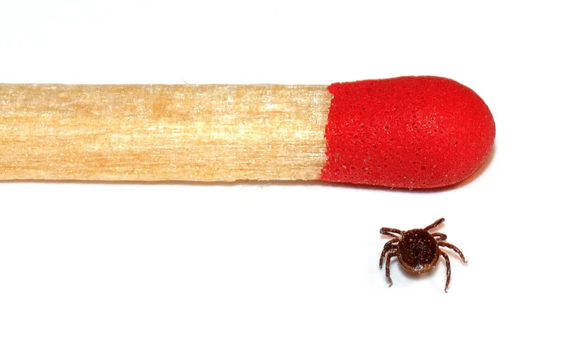 Tick_male_size_comparison_(aka).jpg