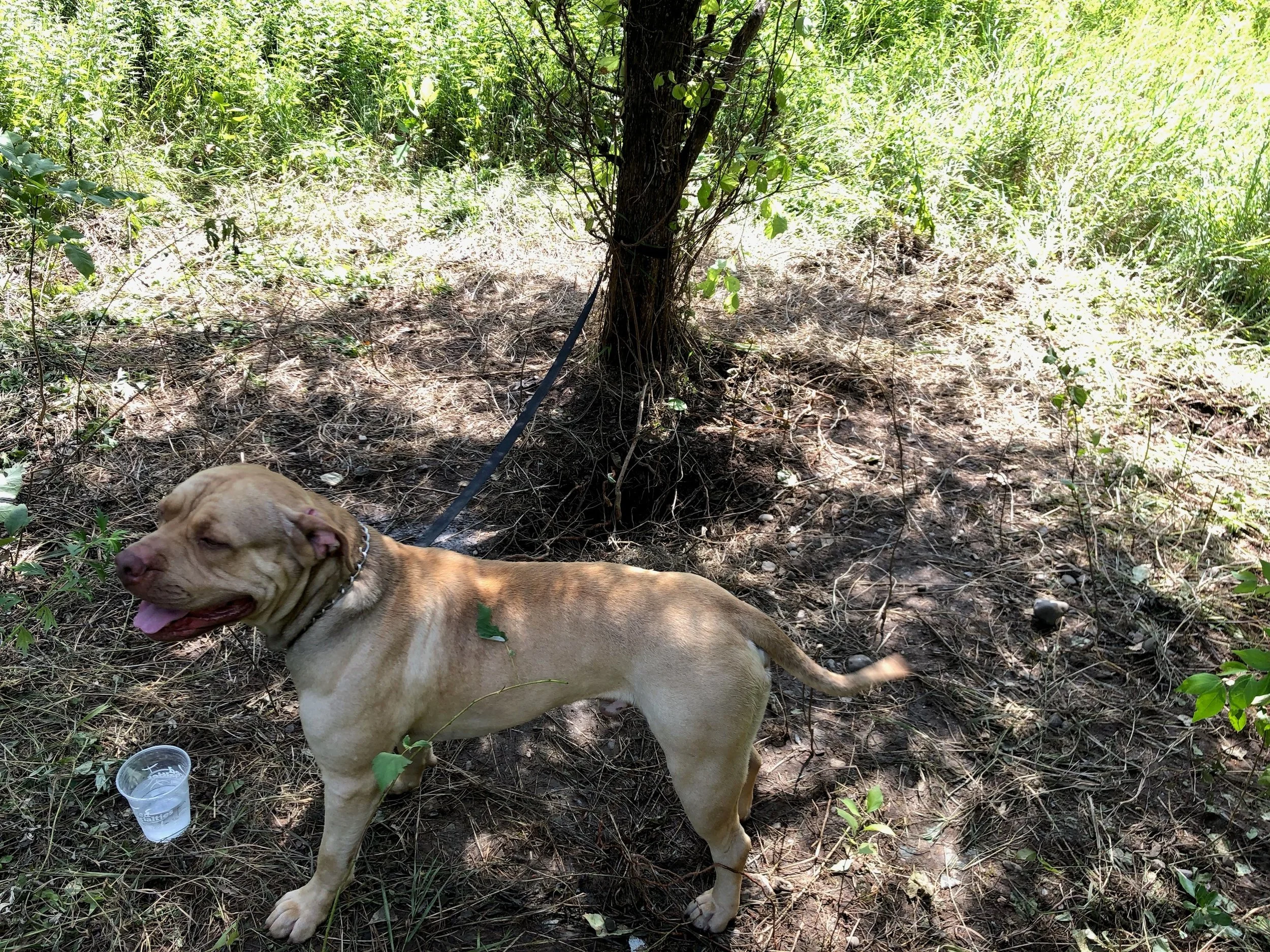 NYS DOT workers were getting ready to mow when they heard a dog barking in the woods. The dog was found tied to a tree off of Interstate 84 in the Town of East Fishkill. A reward is being offered for information leading to the arrest and conviction of those responsible for abandoning this animal.