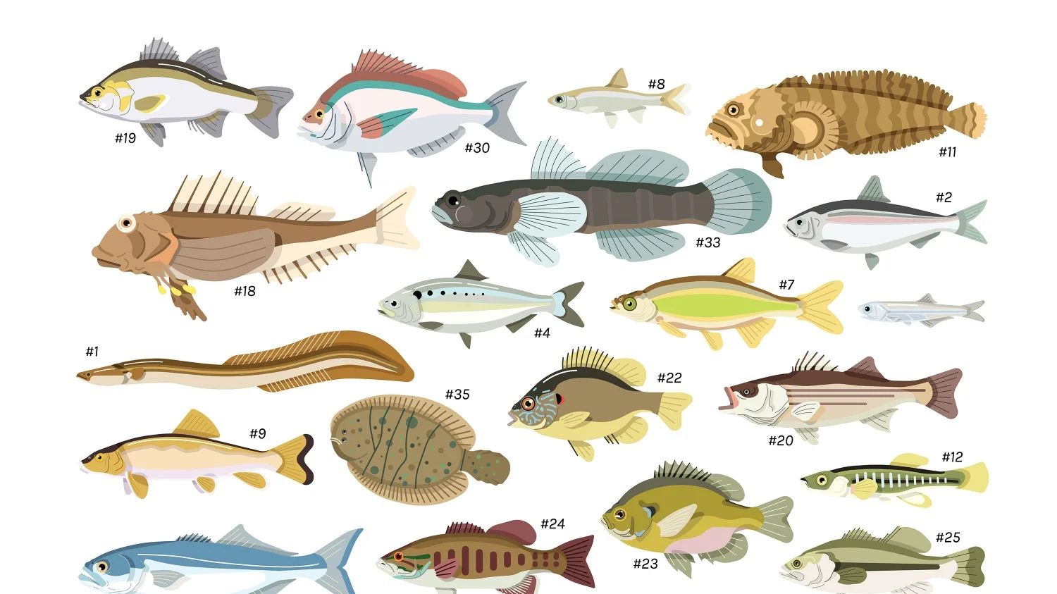 fishcount.jpg