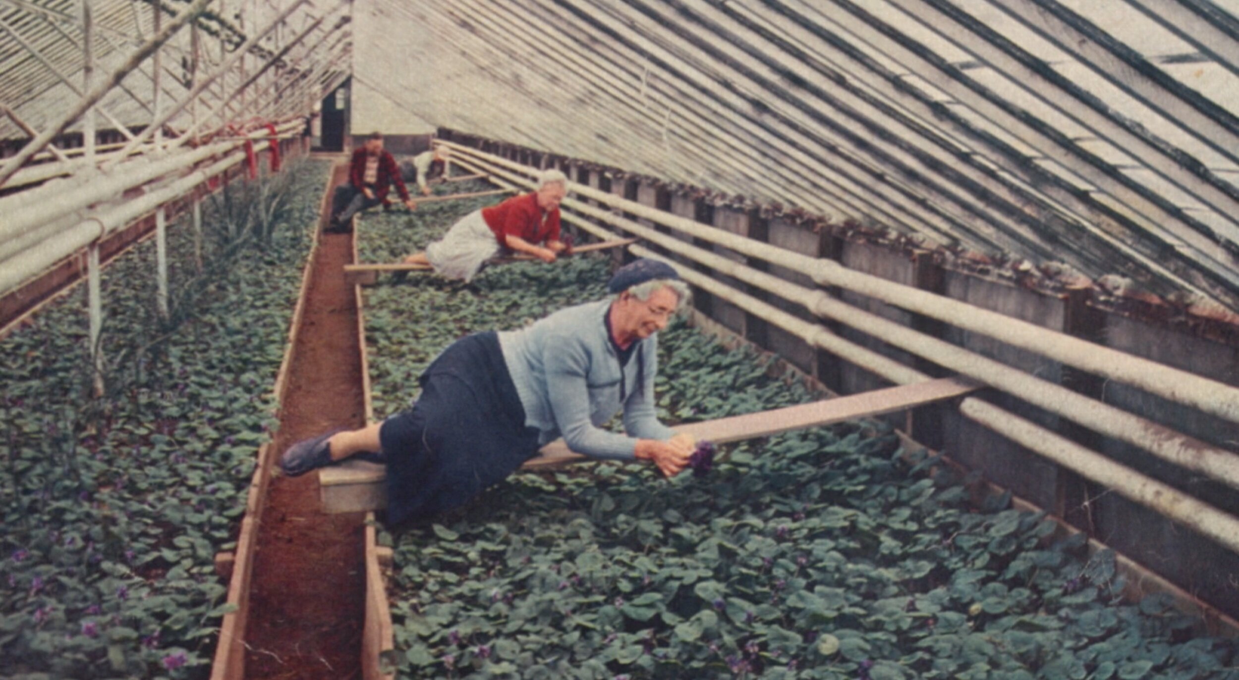 Rhinebeck honors past title of “Violet Capital of the World”