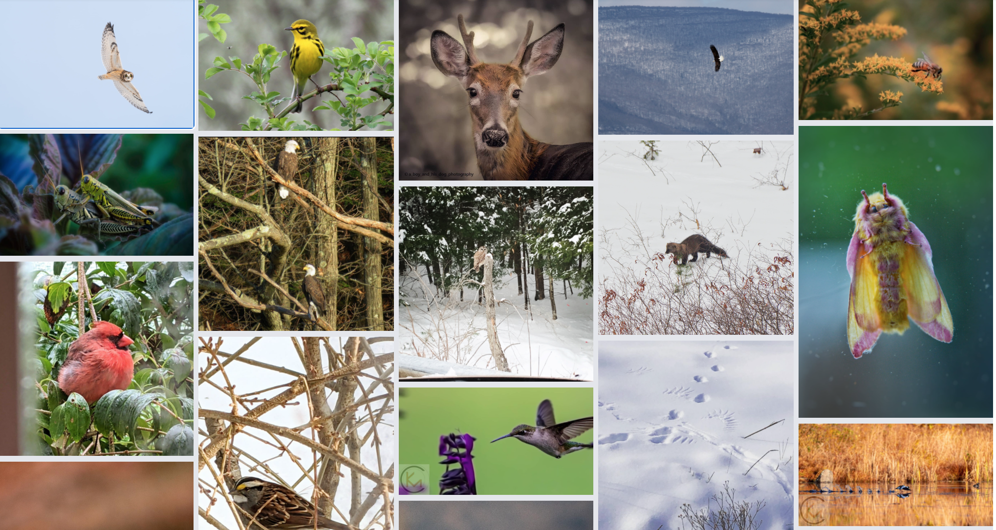 2020-21 WILD HVNY Photo Contest