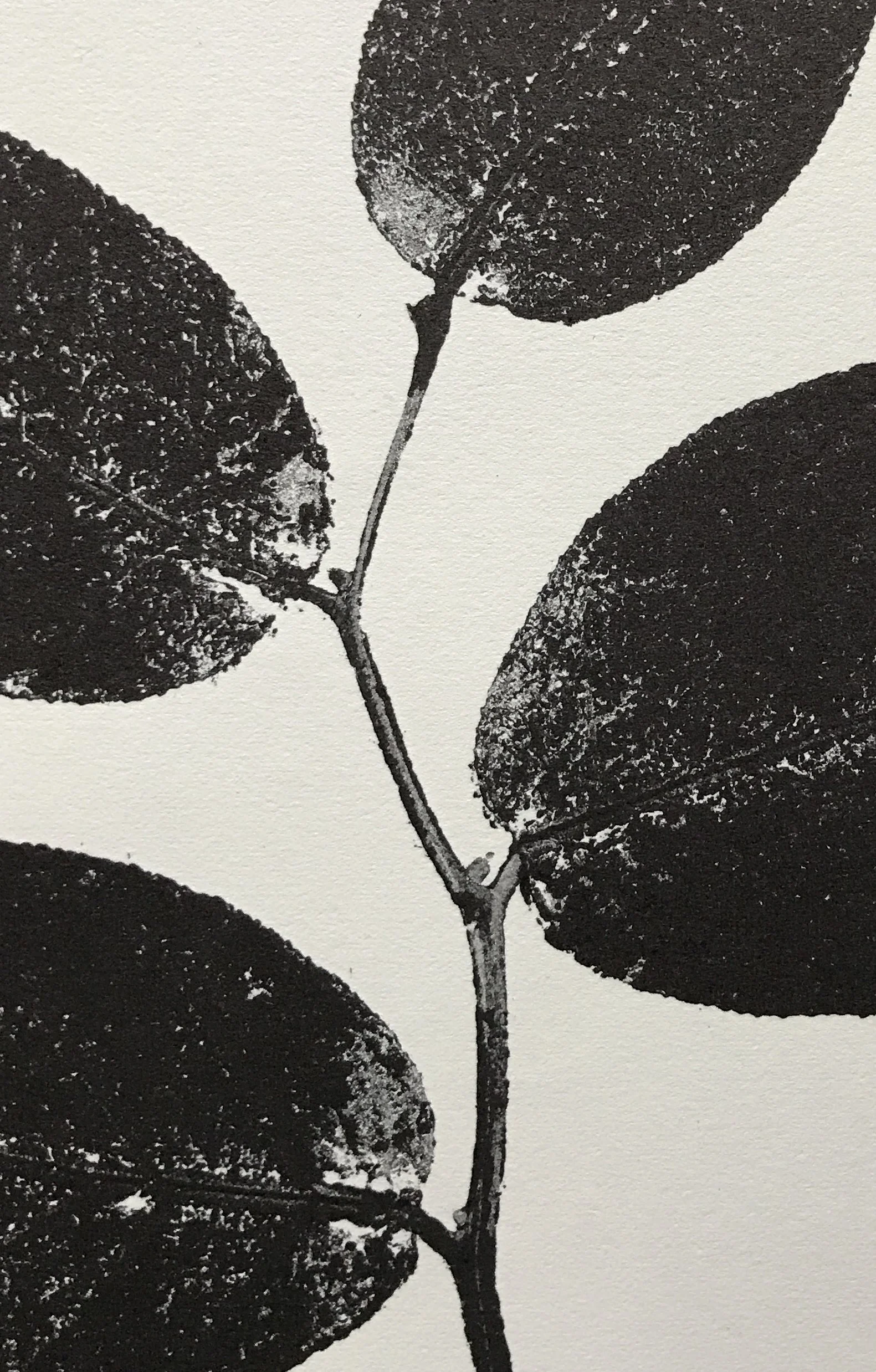 Lemon Leaves 3.jpg
