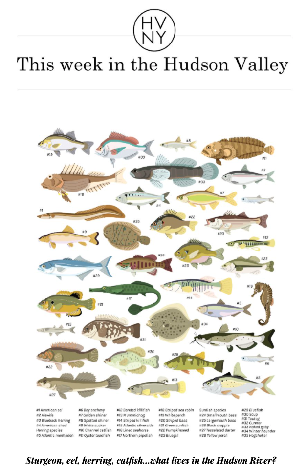 This week in the Hudson Valley (August 5, 2019)