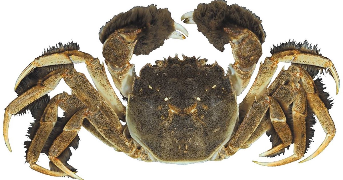 Mitten crab found in Hudson River