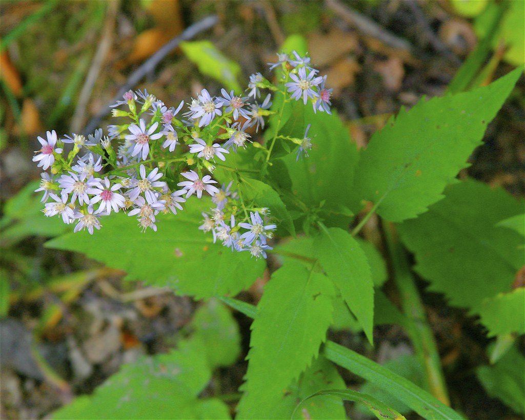 Aster cordifolius.jpg