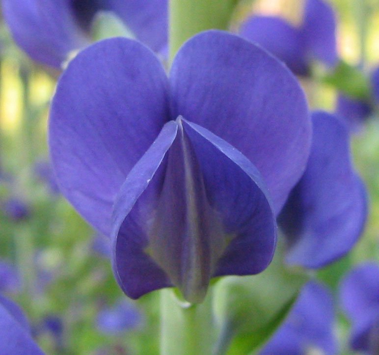 Blue False Indigo.jpg