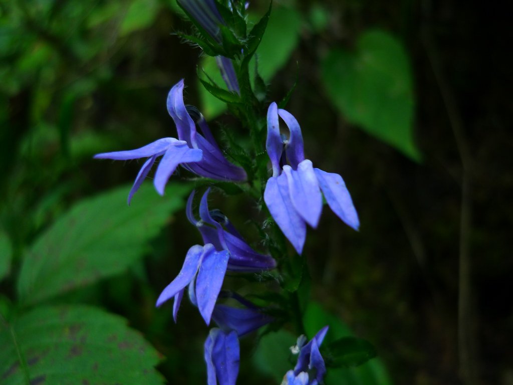 Blue Lobelia.jpg