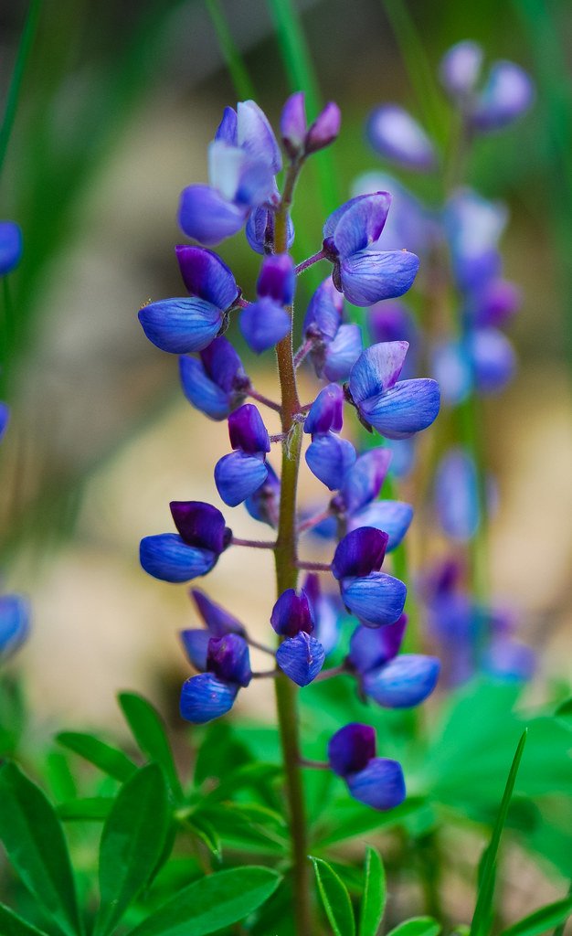 Blue Lupine.jpg