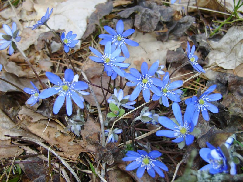 Round-lobed Hepatica.jpeg