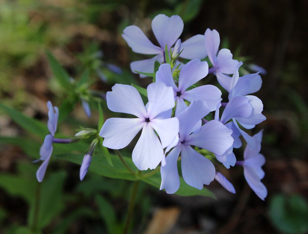 Wild Blue Phlox.jpeg