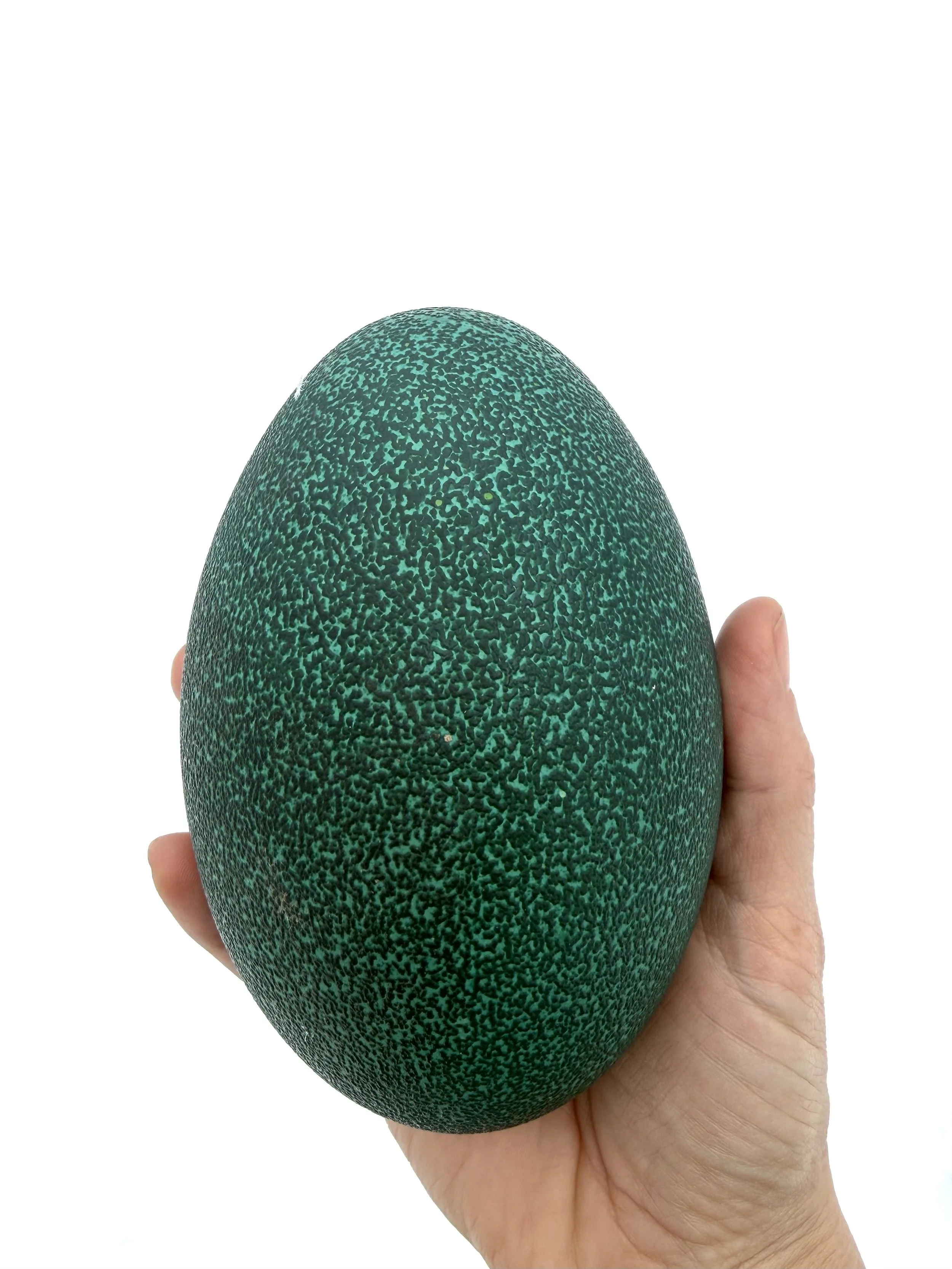 Empty Emu Egg