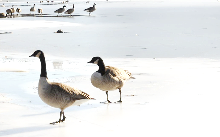 Reports of Avian Influenza in Dutchess, Ulster