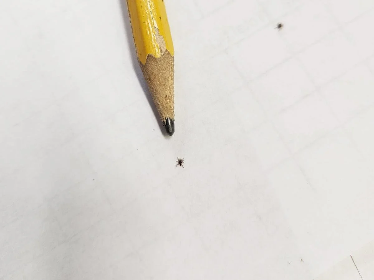 New Hudson Valley study shows ticks carrying more than one pathogen on the rise