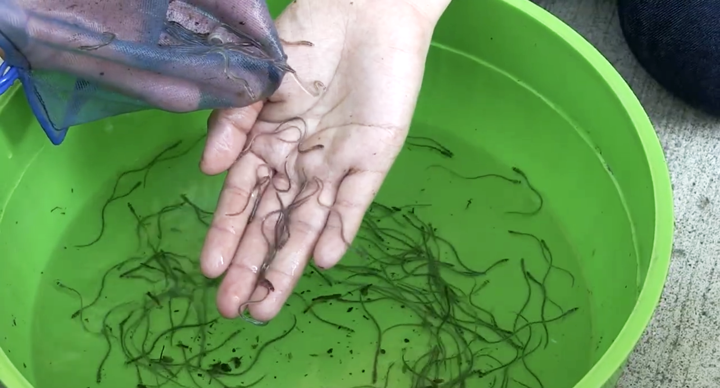 The eels are coming!