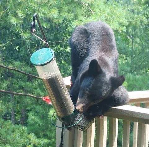 Time to take in those bird feeders: Bears are back