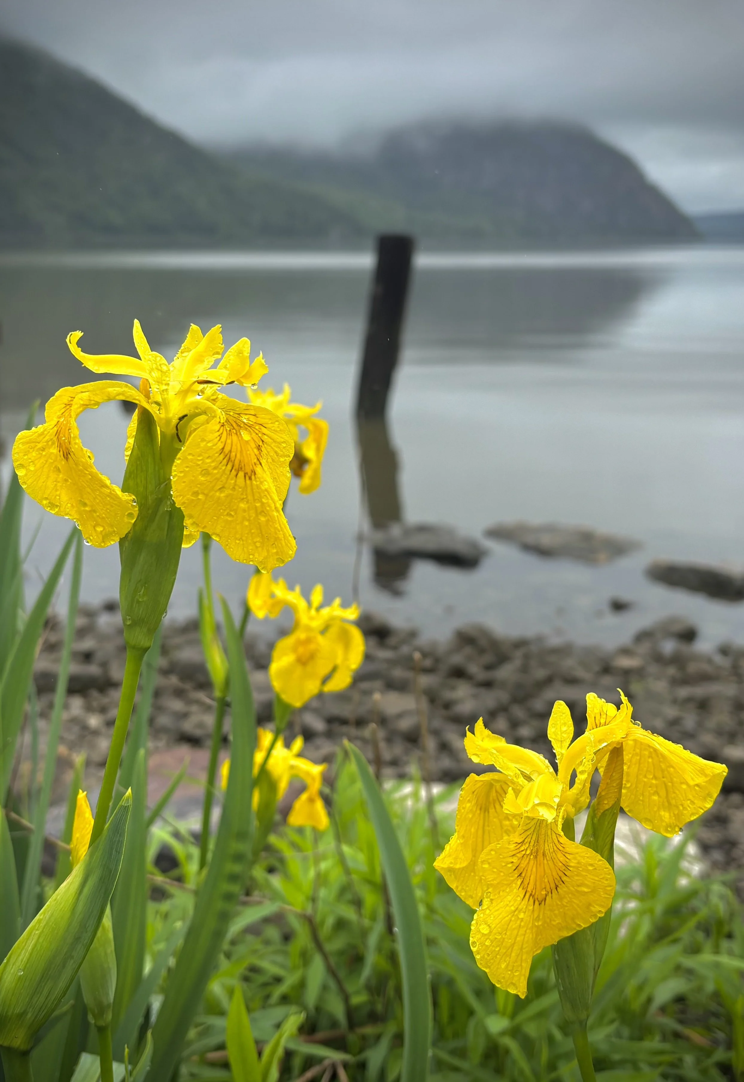 Bennett Goldberg  Caption- Yellow Flag at Dockside Park Cold Spring.jpeg