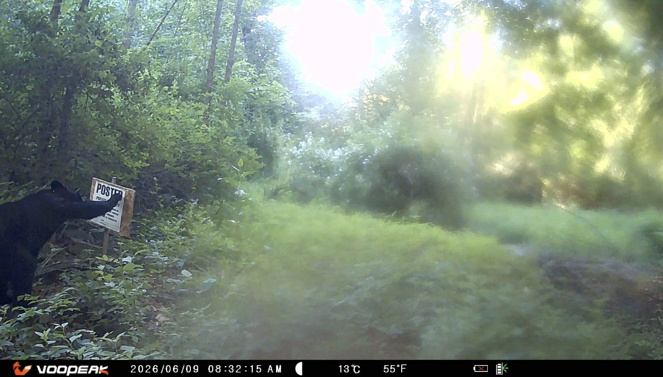 Why are we seeing more bears this summer?