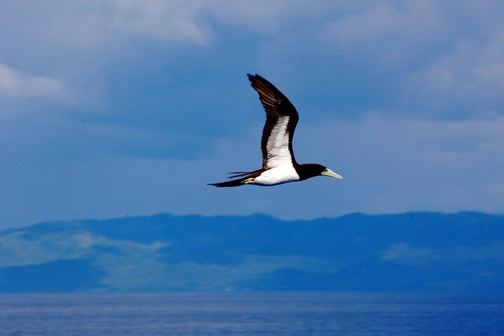 Rare bird sighted off coast of Dutchess County