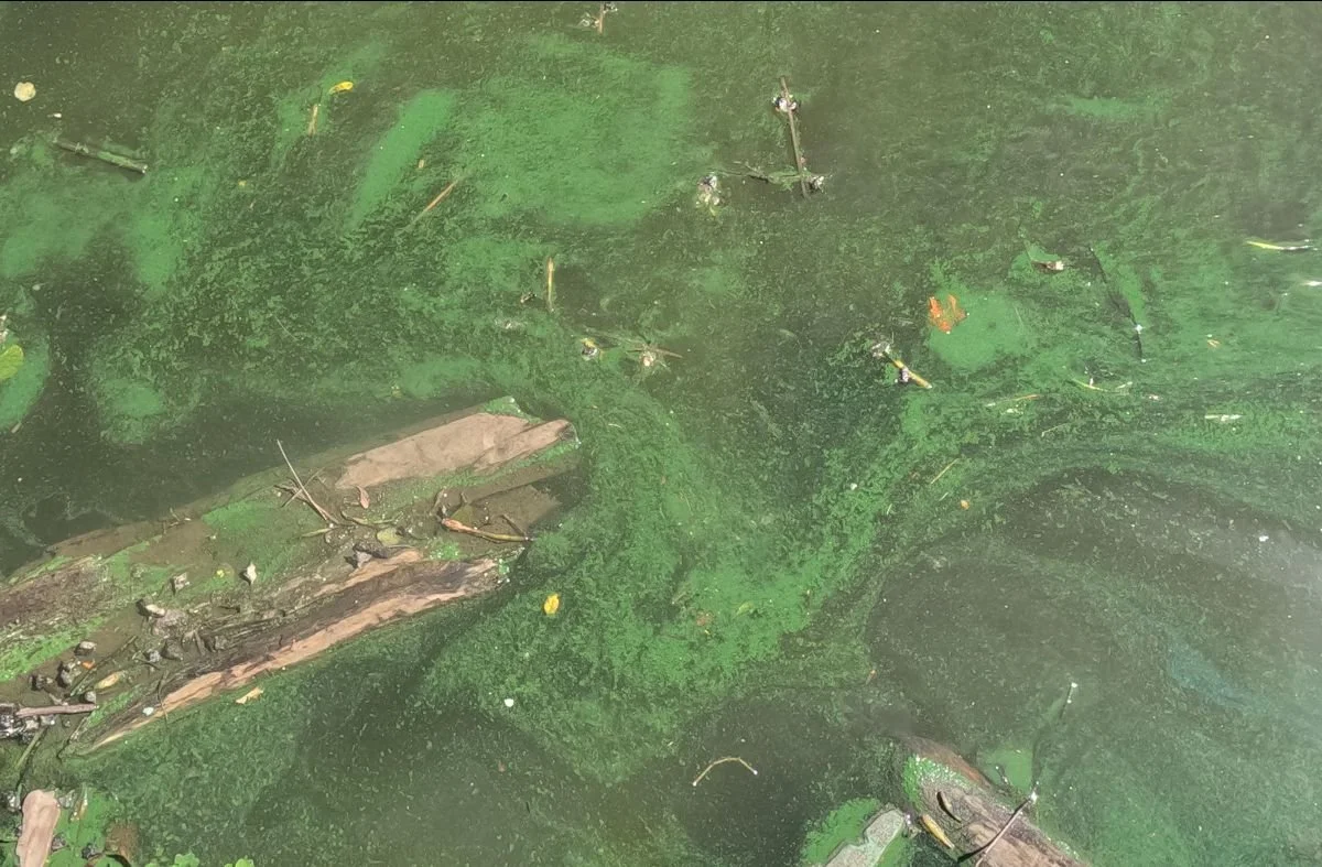 Monitoring harmful algal blooms around the Hudson Valley