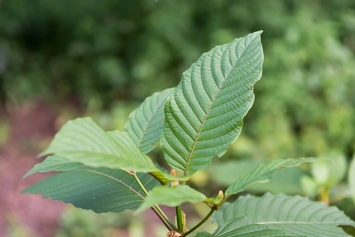 Dutchess County looks to ban kratom