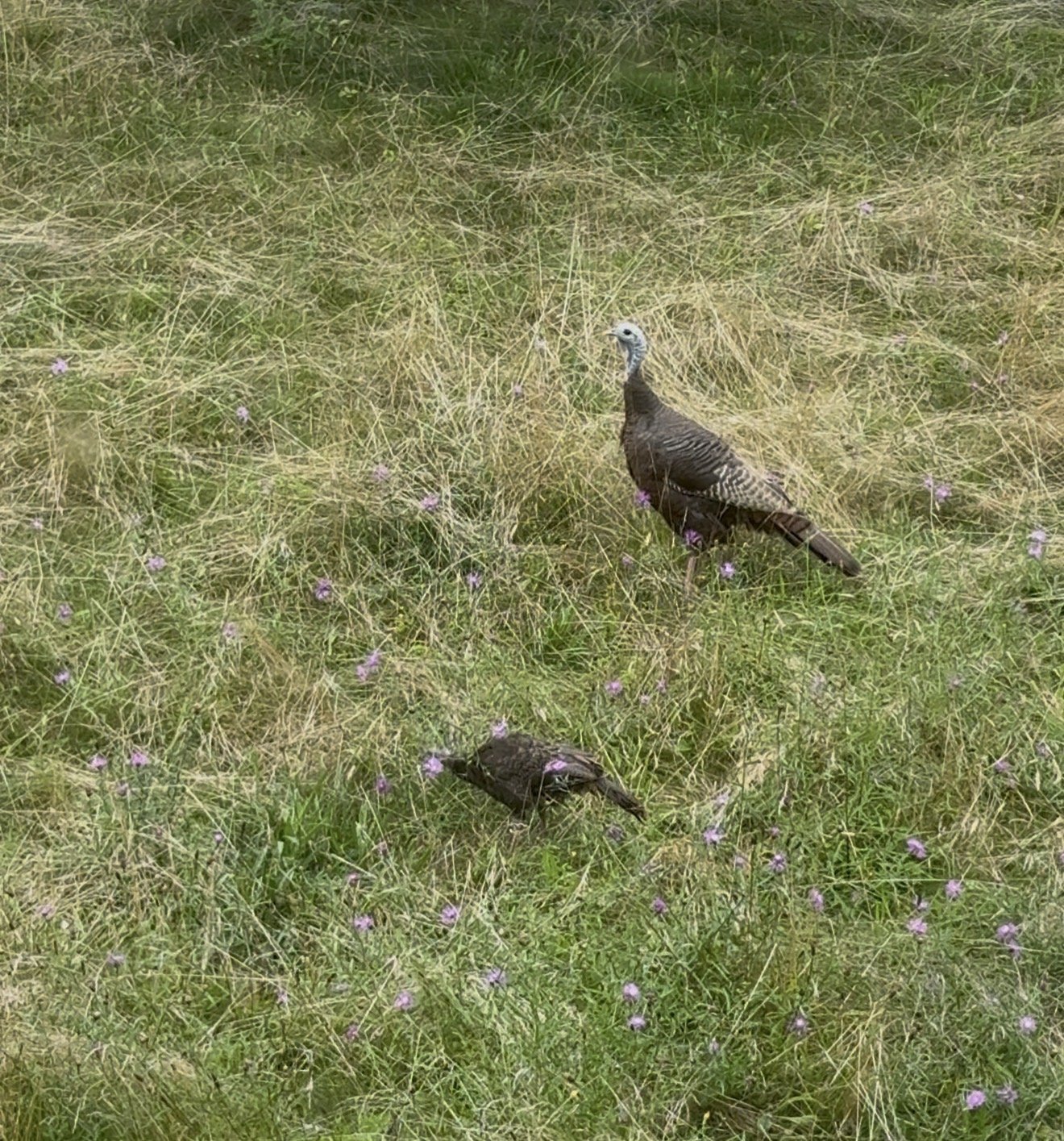 Don’t be a turkey: Count them!