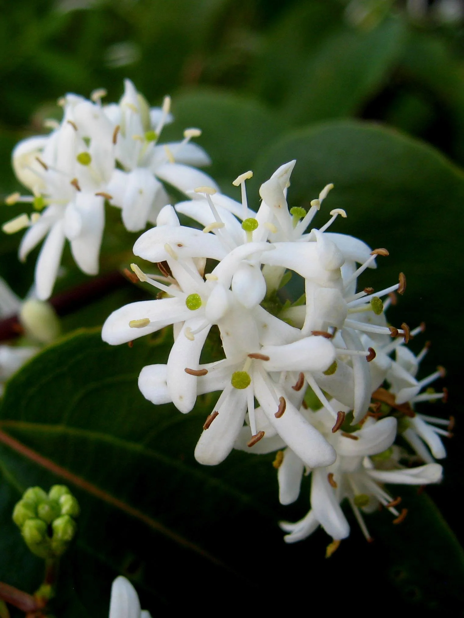 By Ptelea CC BY-SA wikimedia-Heptacodium_miconiodes_flowers.jpg