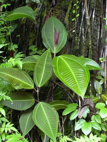 Wikipedia CC.  Starr_Miconia_calvescens0.jpg