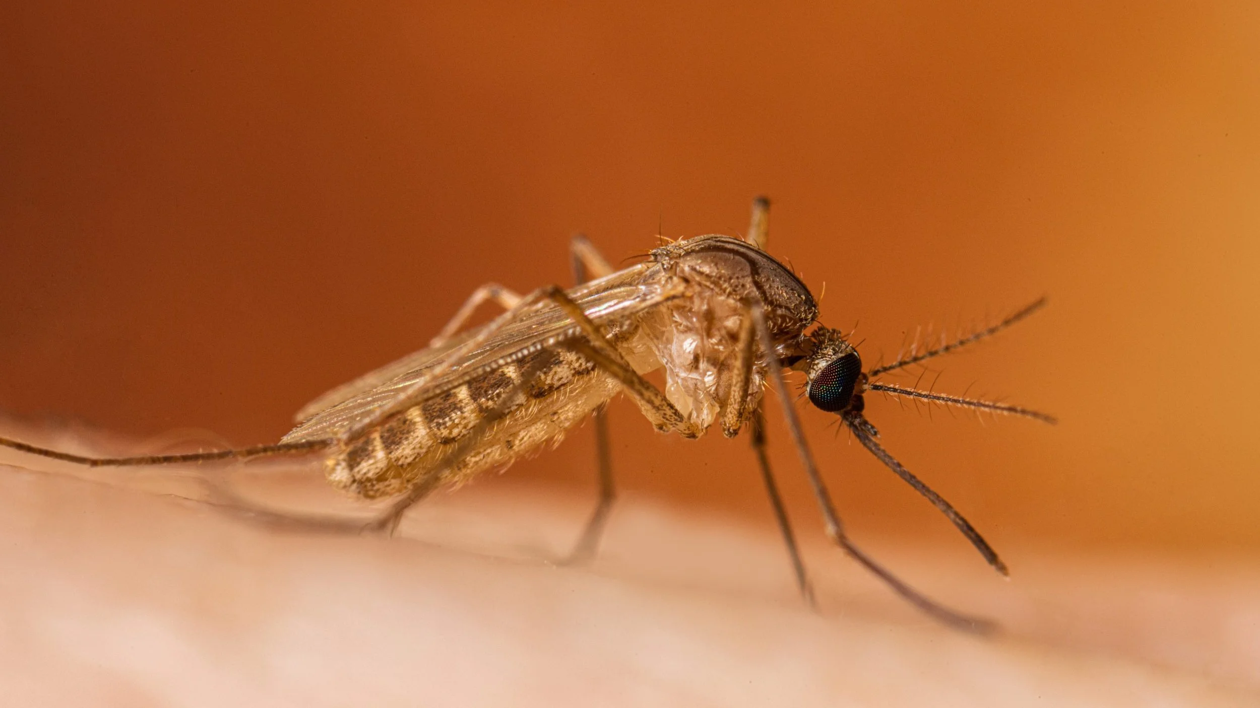 Mosquitoes positive with West Nile found in Orange County