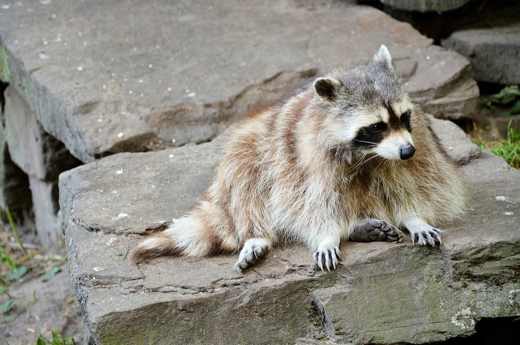 Rabid raccoon reported in Rhinebeck