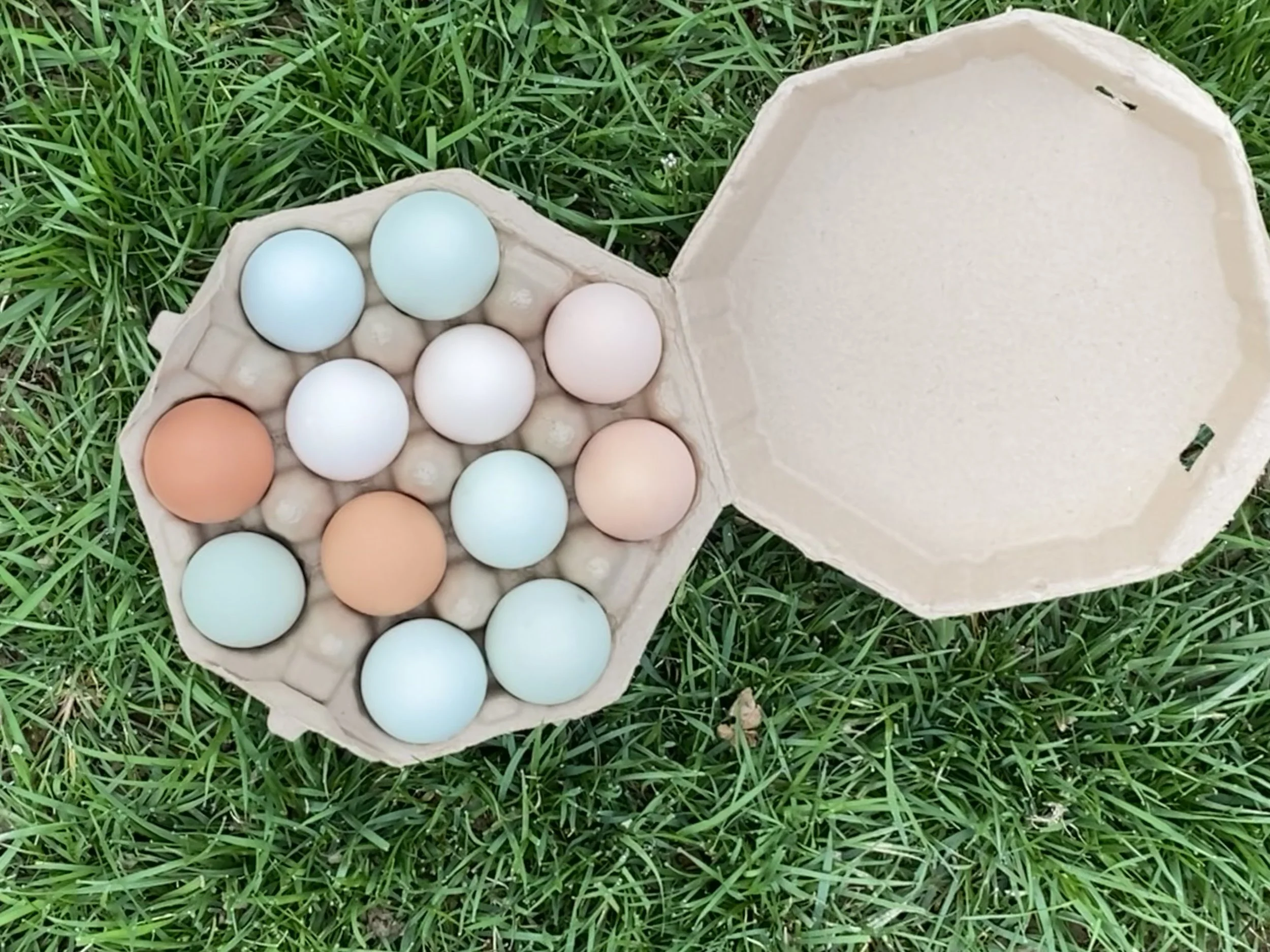 Fresh Chicken Eggs – Pick-Up Only!