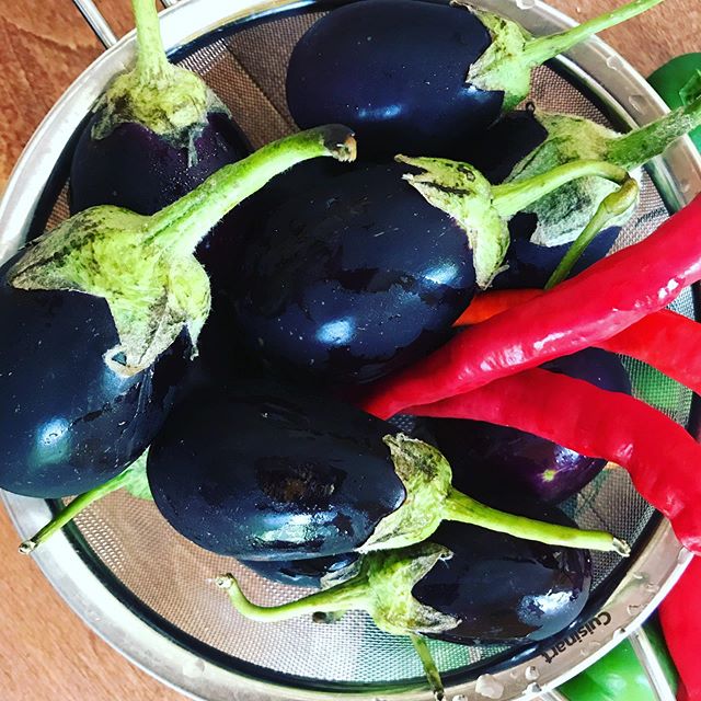 All year I wait for these baby eggplant! Having a pickling party today and on the agenda: stuffing these guys with spices, walnuts, garlic and preserving in olive oil. #oliveslemonsandzaatar