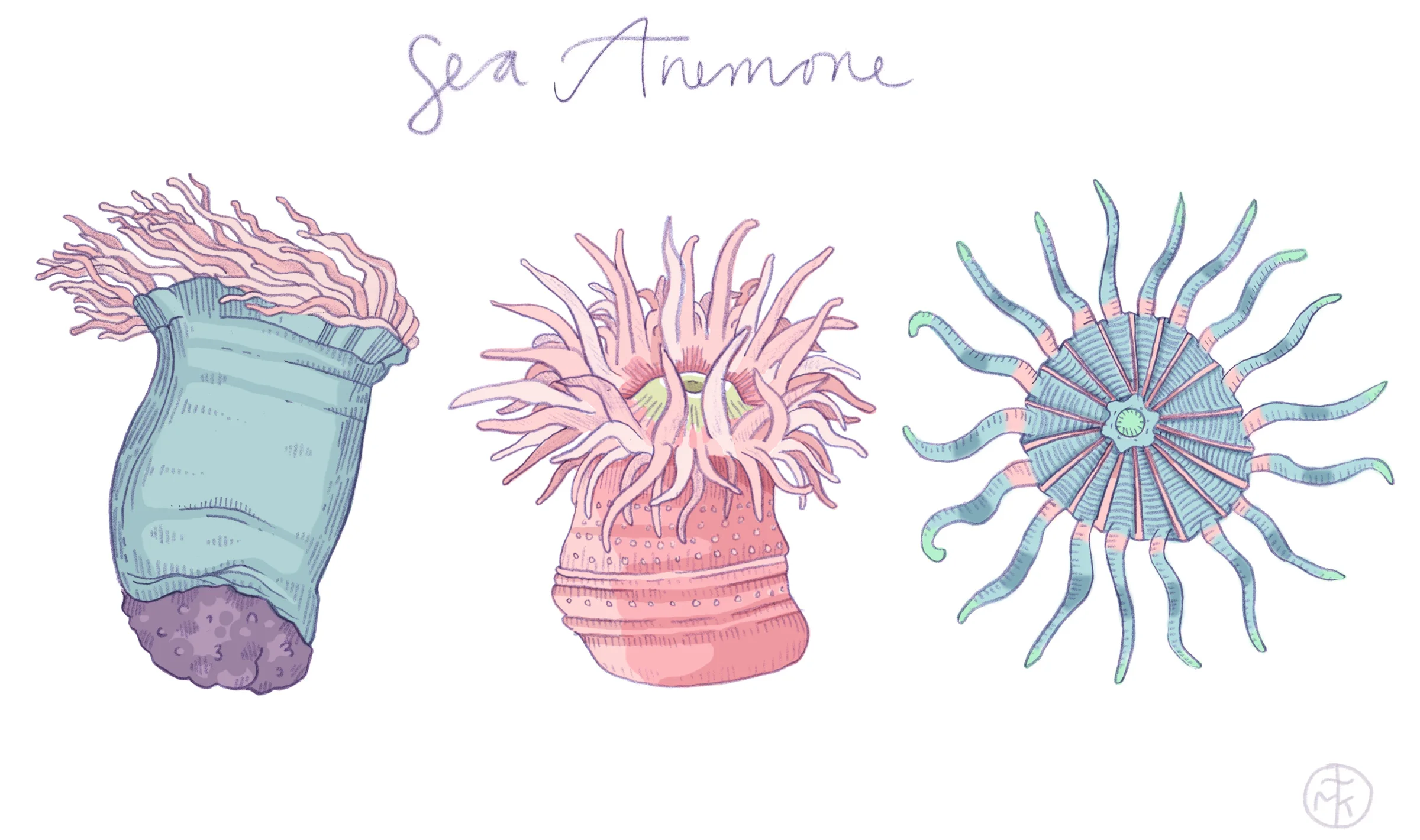 sea-anemones-for-webbbb.jpg