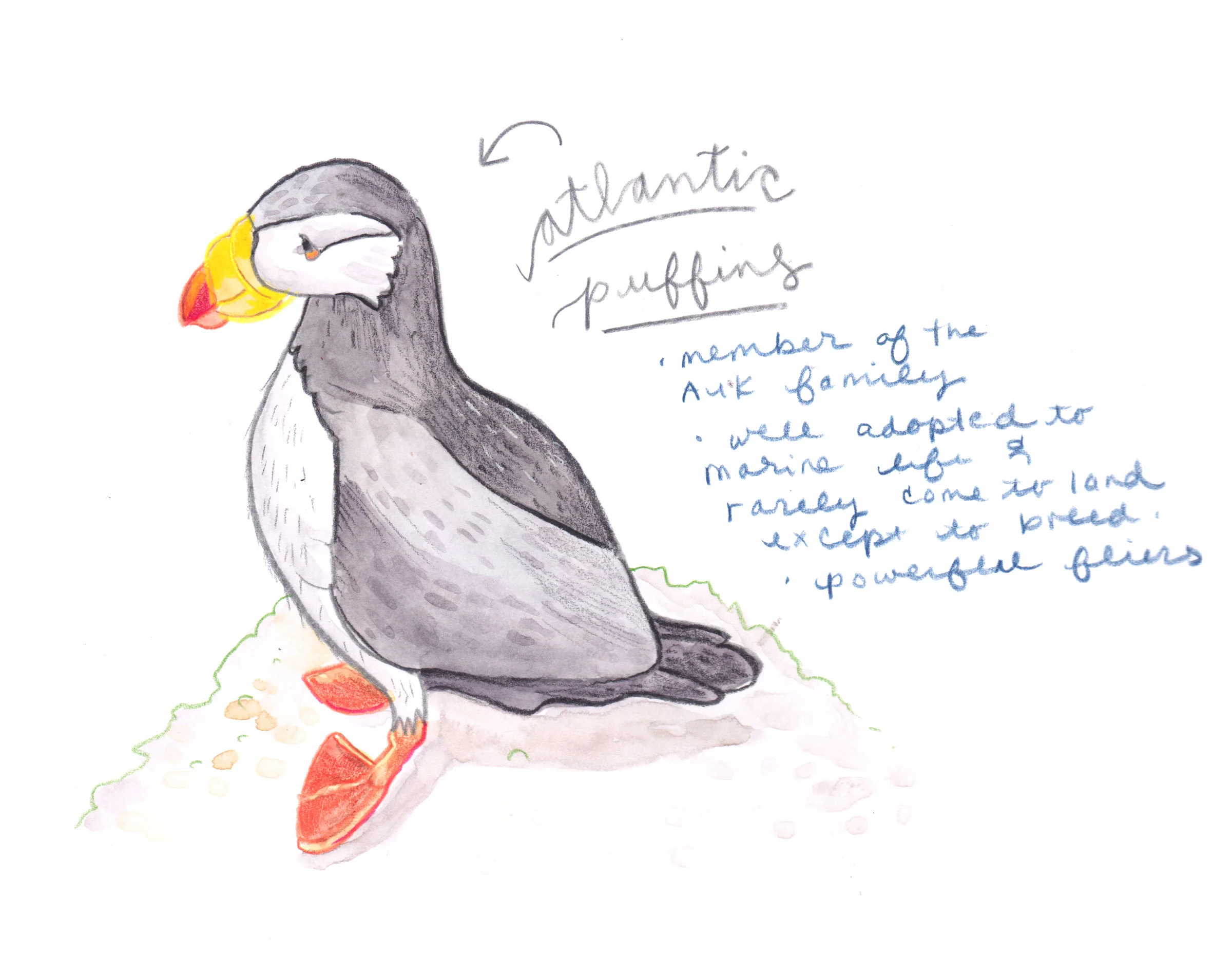 Atlantic-Puffins.jpg