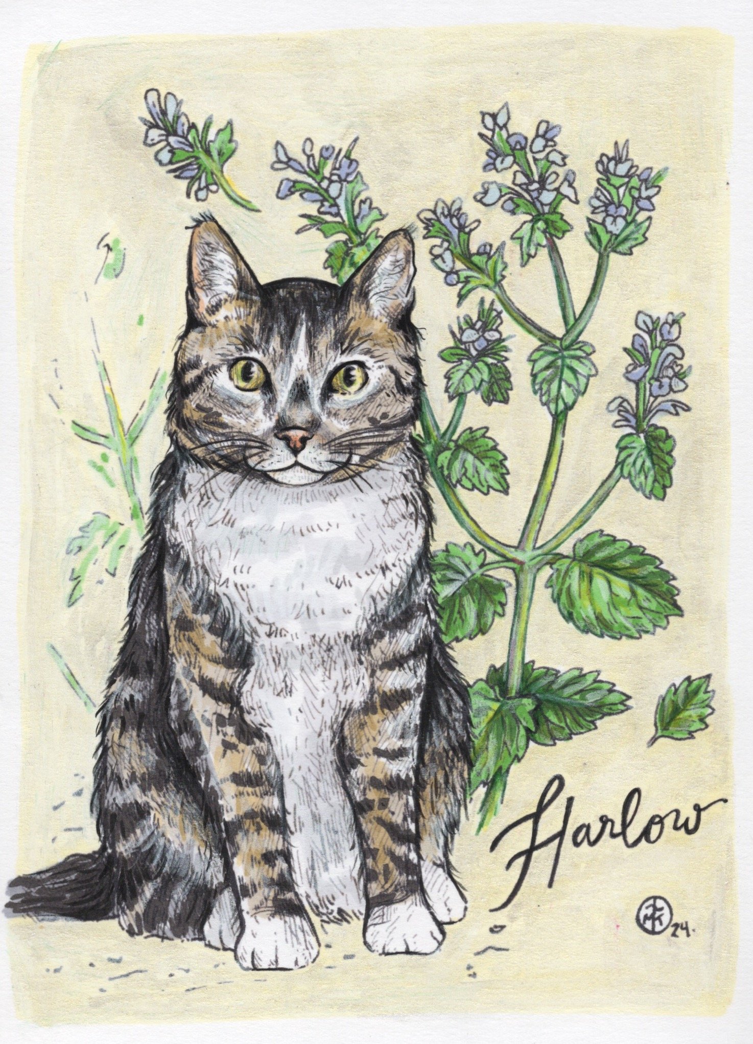 Harlow the Cat copy.jpg